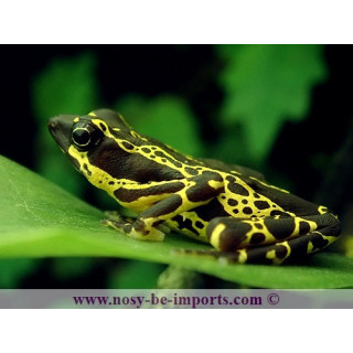 Atelopus spumarius hoogmoedi