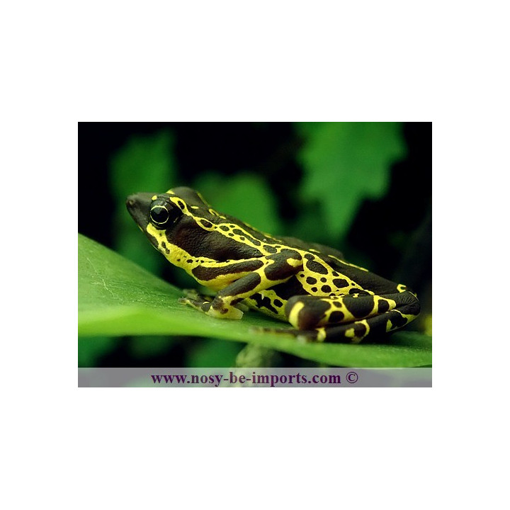 Atelopus spumarius hoogmoedi