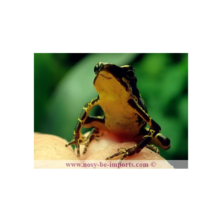 Atelopus spumarius hoogmoedi
