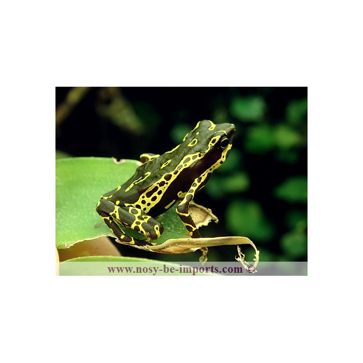 Atelopus spumarius hoogmoedi