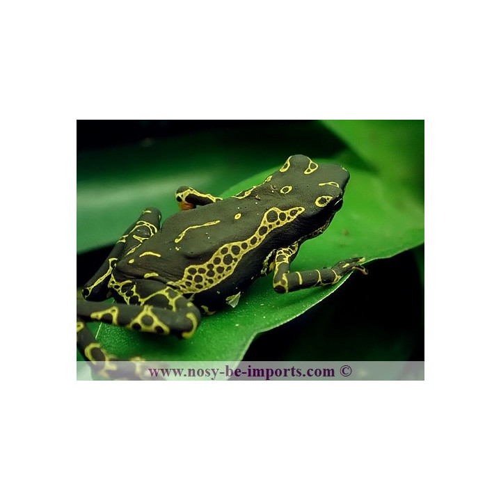 Atelopus spumarius hoogmoedi