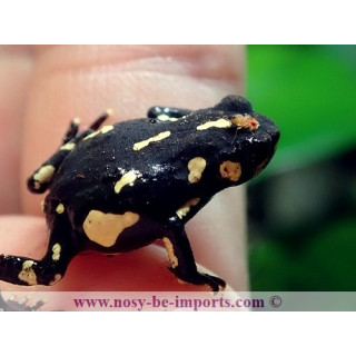 Melanophryniscus klappenbachi