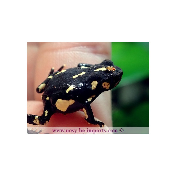 Melanophryniscus klappenbachi