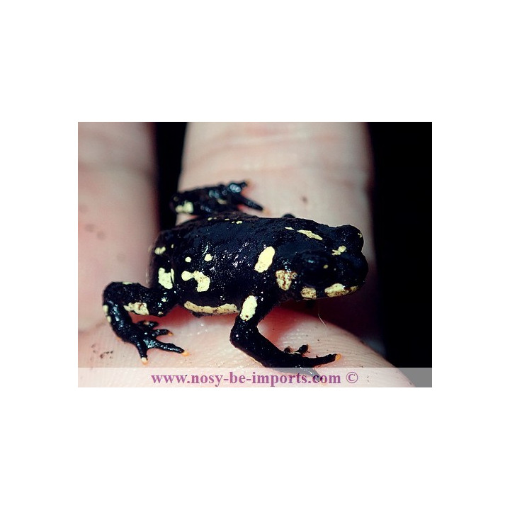 Melanophryniscus klappenbachi