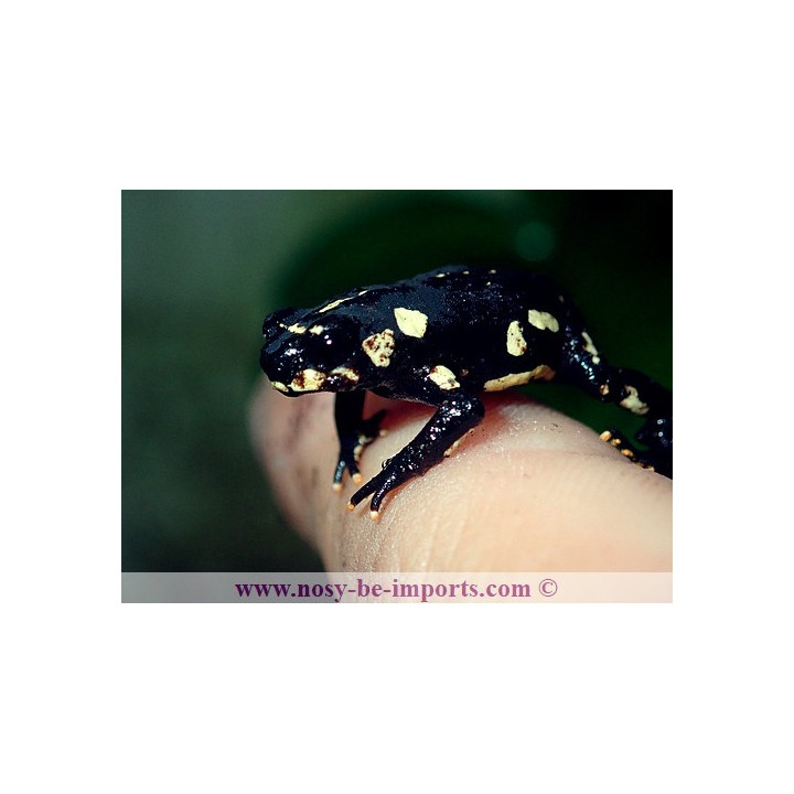 Melanophryniscus klappenbachi