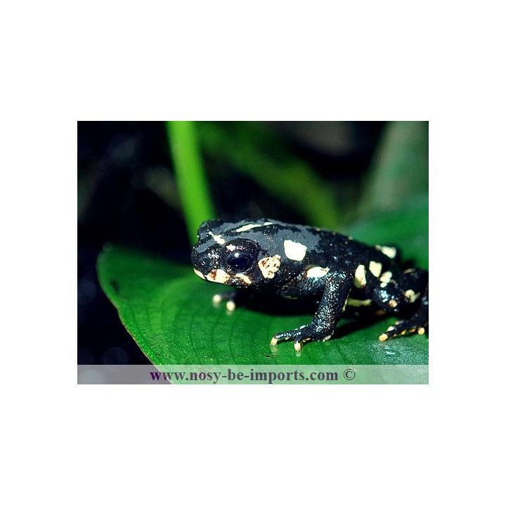 Melanophryniscus klappenbachi