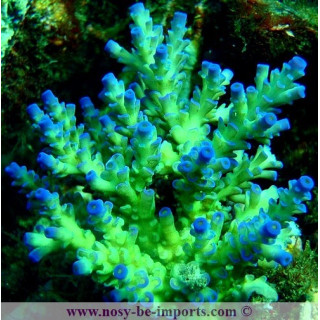 Acropora batunai