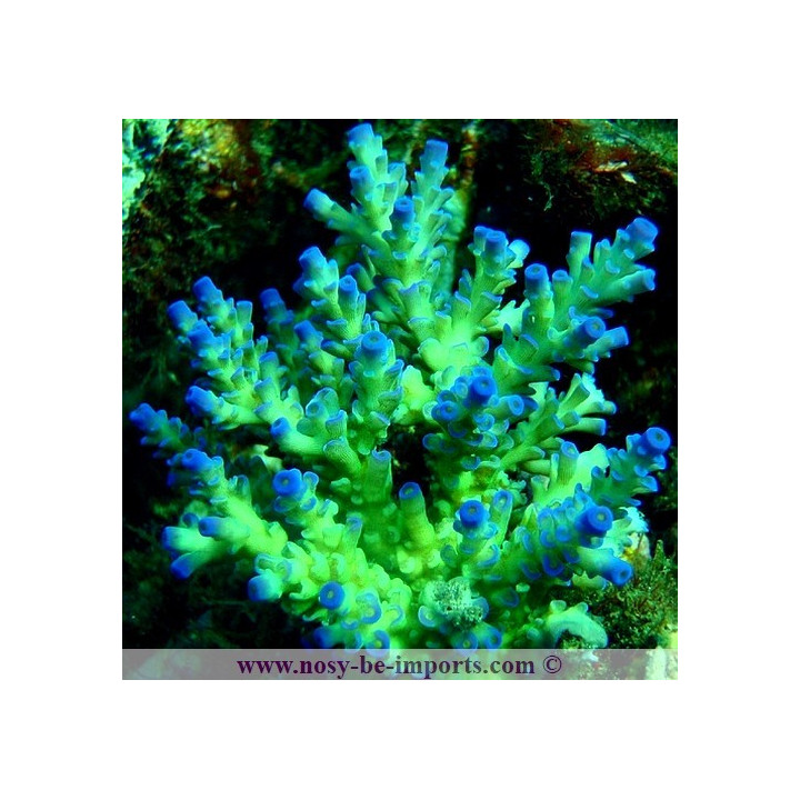 Acropora batunai