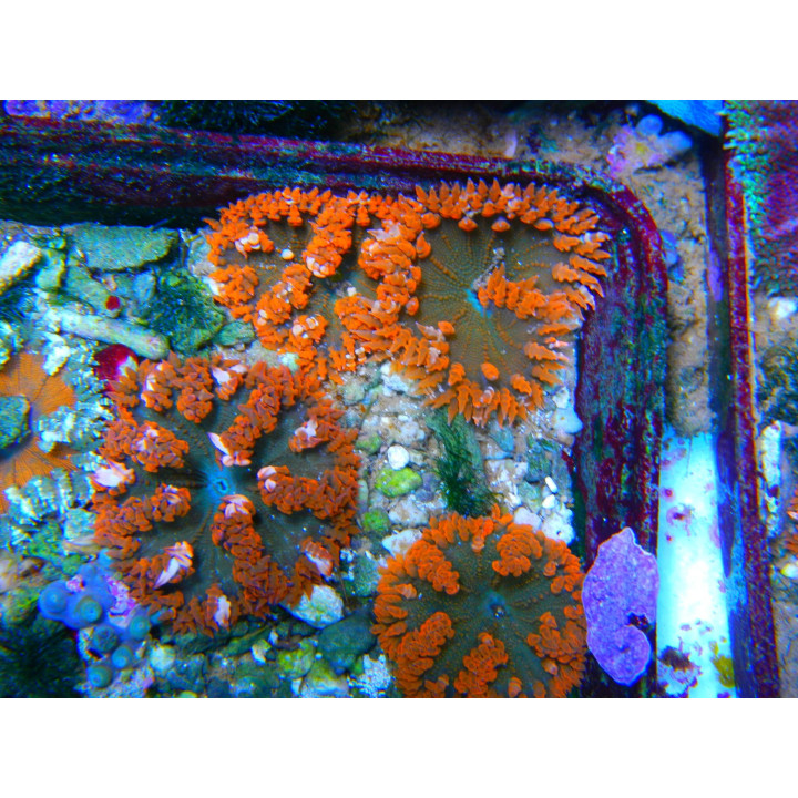 Epicystis crucifer - anémone de sable - coraux colorés - aquarium sur mesures