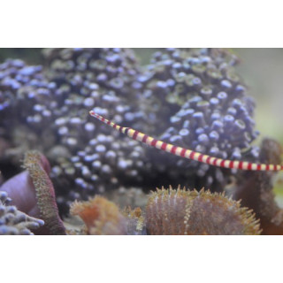 Doryrhamphus dactyliophorus - hippocampe - aquarium sur mesur