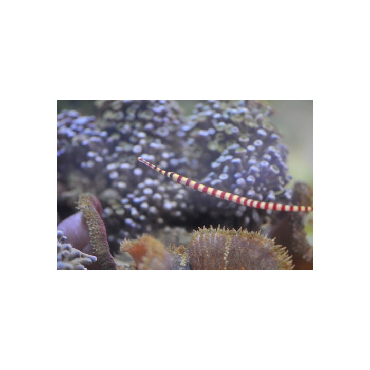 Doryrhamphus dactyliophorus - hippocampe - aquarium sur mesur
