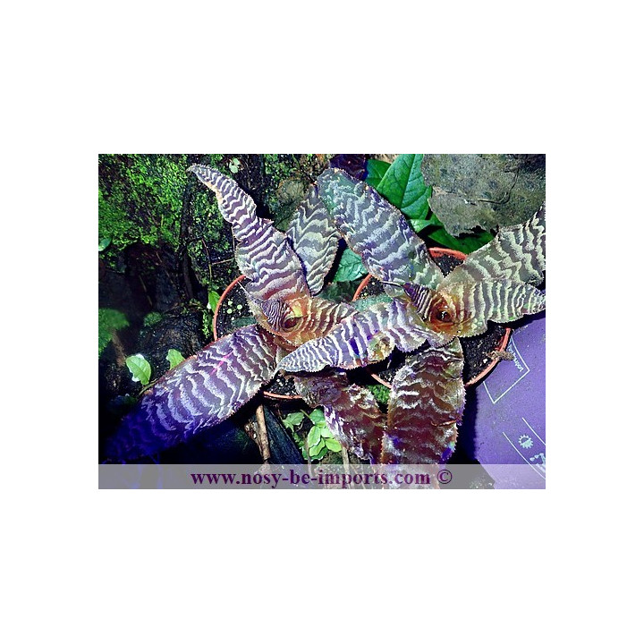 Cryptanthus zonatus