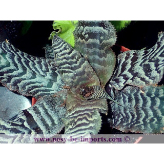 Cryptanthus zonatus