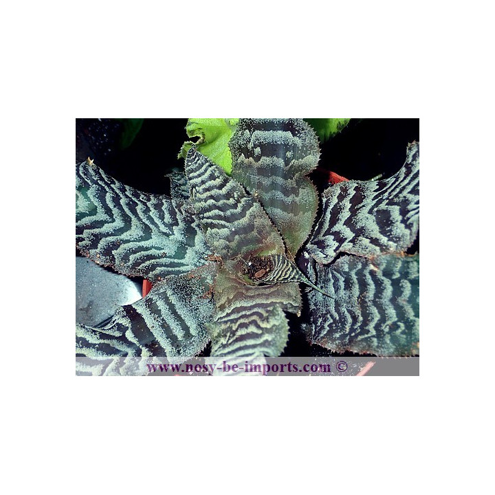 Cryptanthus zonatus