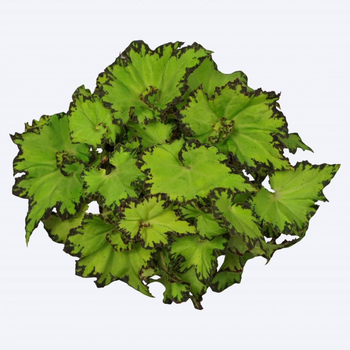 Begonia magic color jive