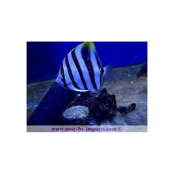 Parachaetodon ocellatus
