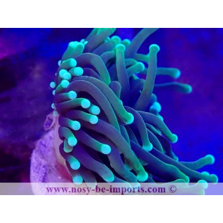 Euphyllia glabrescens Dragon Soul WYSIWYG 28102023-1