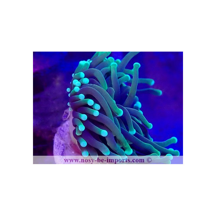 Euphyllia glabrescens Dragon Soul WYSIWYG 28102023-1