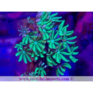 Tubipora musica WYSIWYG 28102023-2