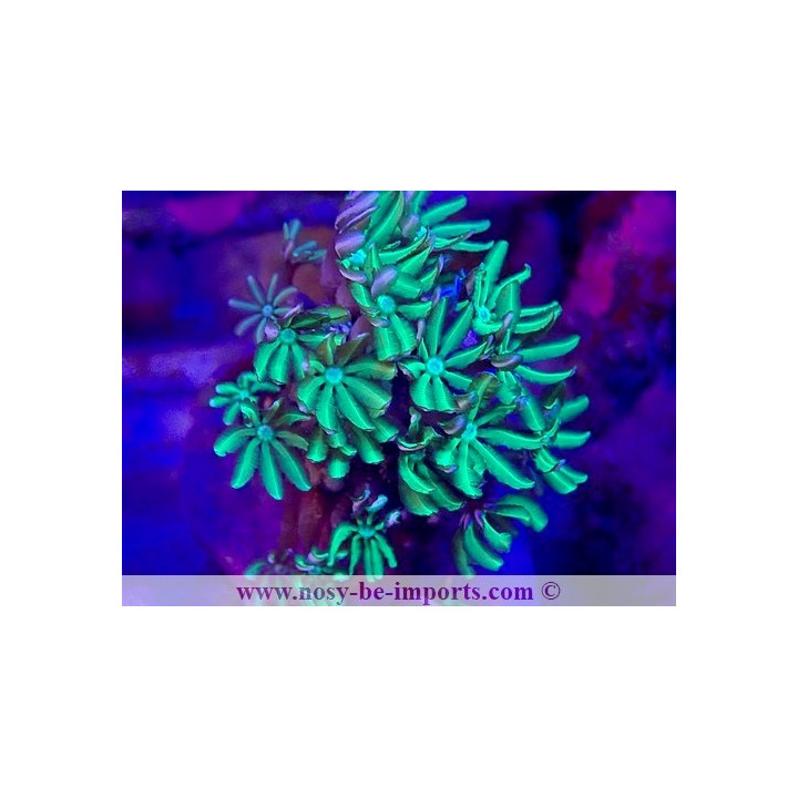 Tubipora musica WYSIWYG 28102023-2