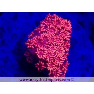 Goniopora sp. WYSIWYG 28102023-3