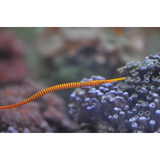 Doryrhamphus dactyliophorus - hippocampe - aquarium sur mesur