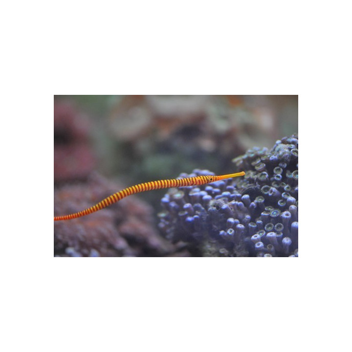 Doryrhamphus dactyliophorus - hippocampe - aquarium sur mesur