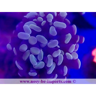 Euphyllia paraancora gold WYSIWYG 28102023-4