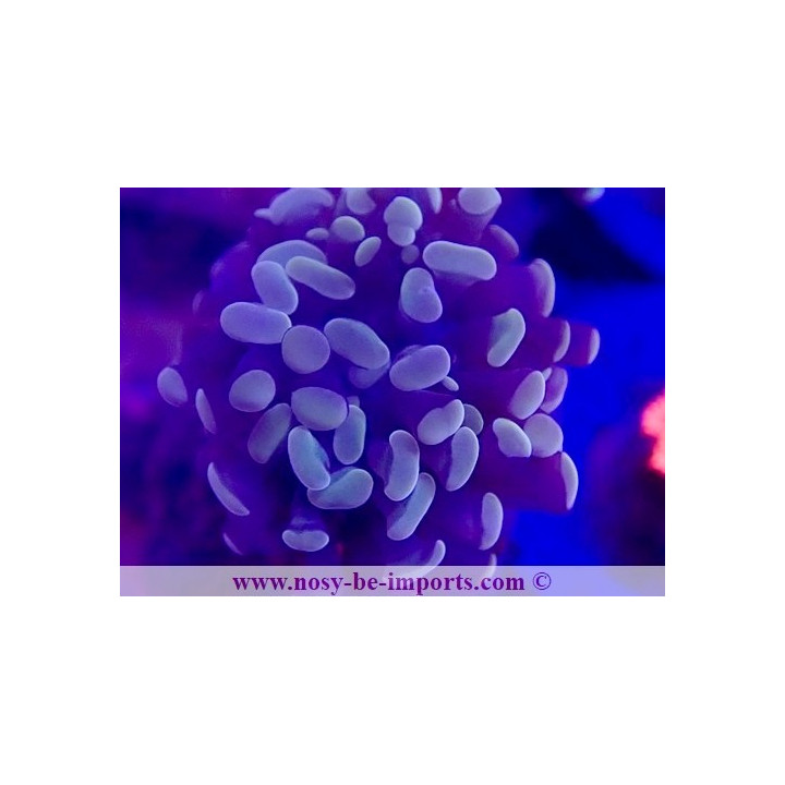 Euphyllia paraancora gold WYSIWYG 28102023-4