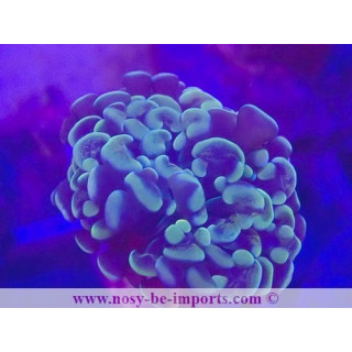 Euphyllia paraancora gold WYSIWYG 28102023-5