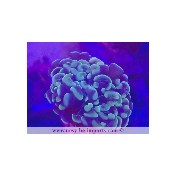 Euphyllia paraancora gold WYSIWYG 28102023-5