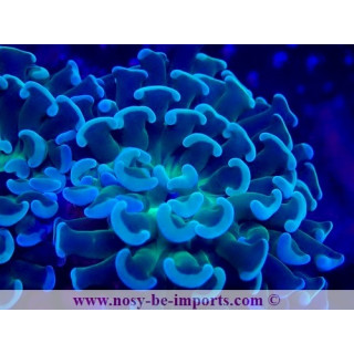 Euphyllia paraancora Ultra WYSIWYG 28102023-6