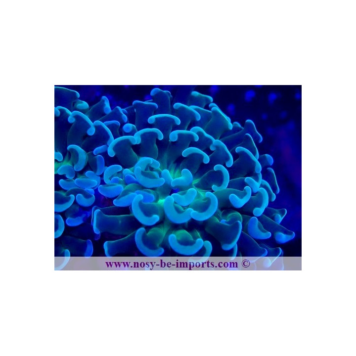 Euphyllia paraancora Ultra WYSIWYG 28102023-6