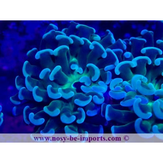 Euphyllia paraancora Ultra WYSIWYG 28102023-7