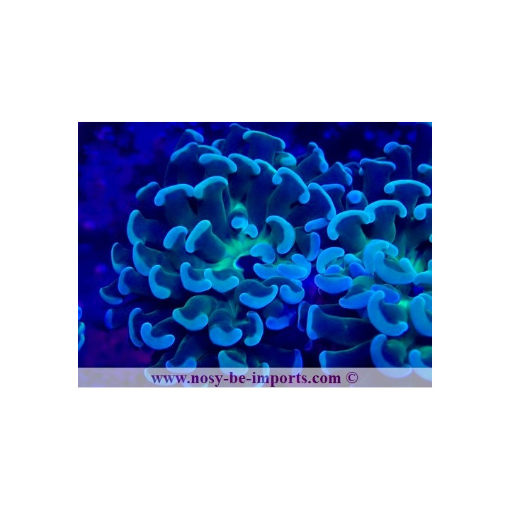 Euphyllia paraancora Ultra WYSIWYG 28102023-7