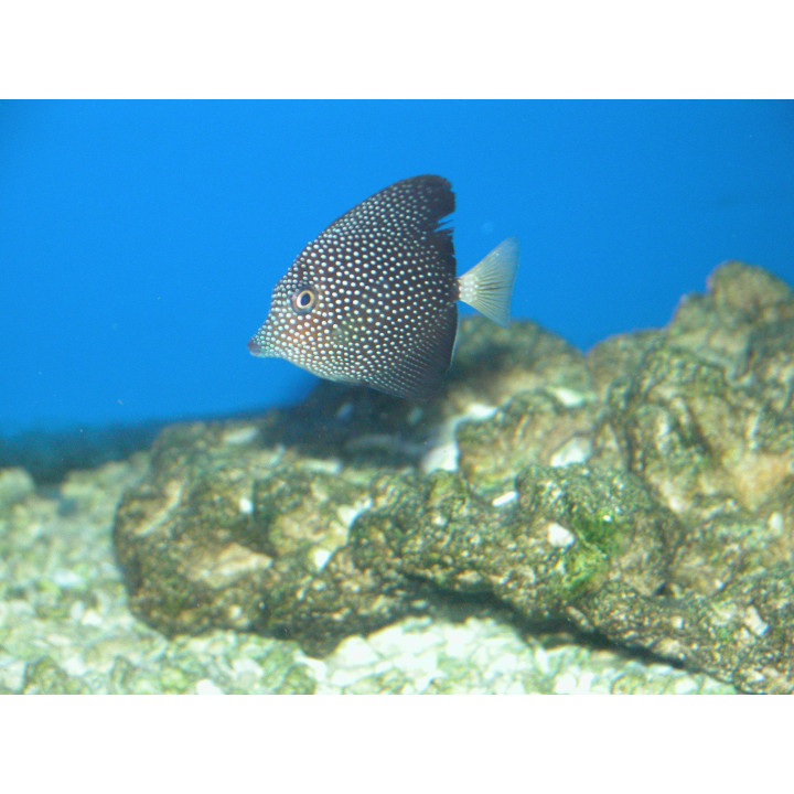 Zebrasoma gemmatum