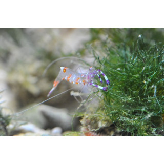 Periclimenes holthuisi - crevette symbiotique - aquarium sur mesure