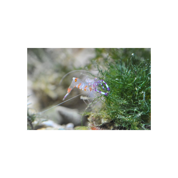 Periclimenes holthuisi - crevette symbiotique - aquarium sur mesure