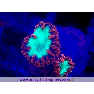 Blastomussa wellsi WYSIWYG 28102023-11