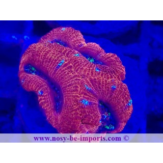 Acanthastrea lordhowensis WYSIWYG 28102023-13
