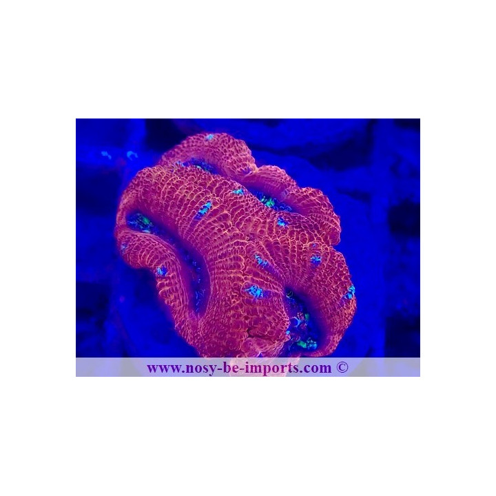 Acanthastrea lordhowensis WYSIWYG 28102023-13