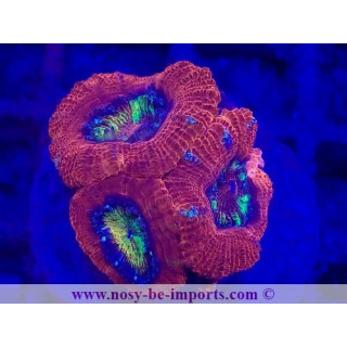 Acanthastrea lordhowensis WYSIWYG 28102023-14