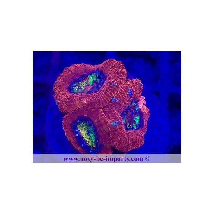 Acanthastrea lordhowensis WYSIWYG 28102023-14
