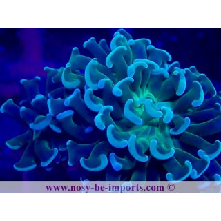 Euphyllia paraancora gold WYSIWYG 28102023-17