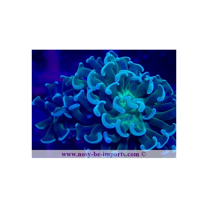 Euphyllia paraancora gold WYSIWYG 28102023-17