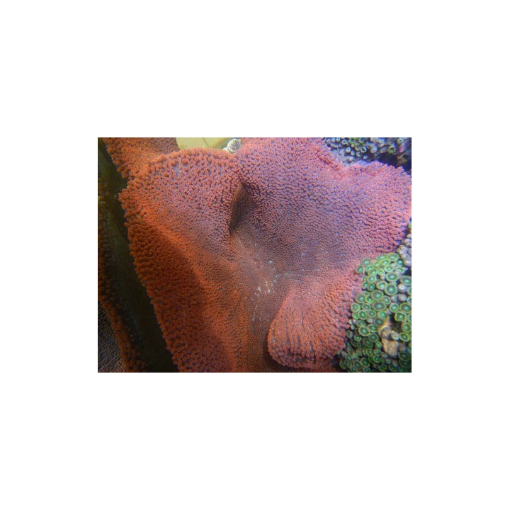 Stichodactyla gigantea rouge- Anémone rare - anémone - aquarium sur mesure