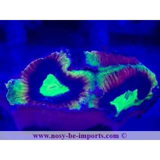 Favites sp. WYSIWYG 28102023-20
