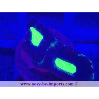 Favites sp. WYSIWYG 28102023-21