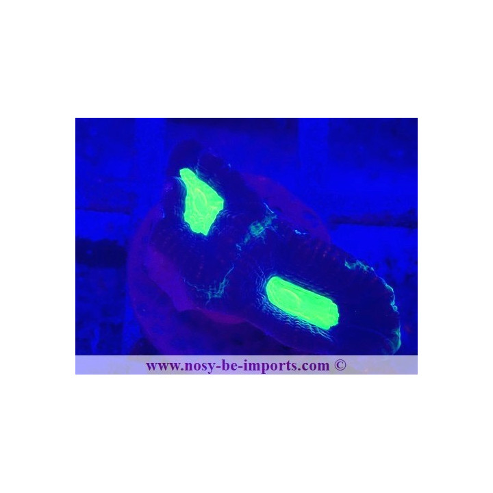 Favites sp. WYSIWYG 28102023-21