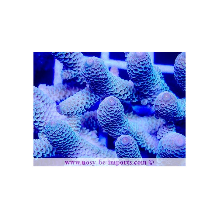 Acropora spathulata USA WYSIWYG 28102023-28